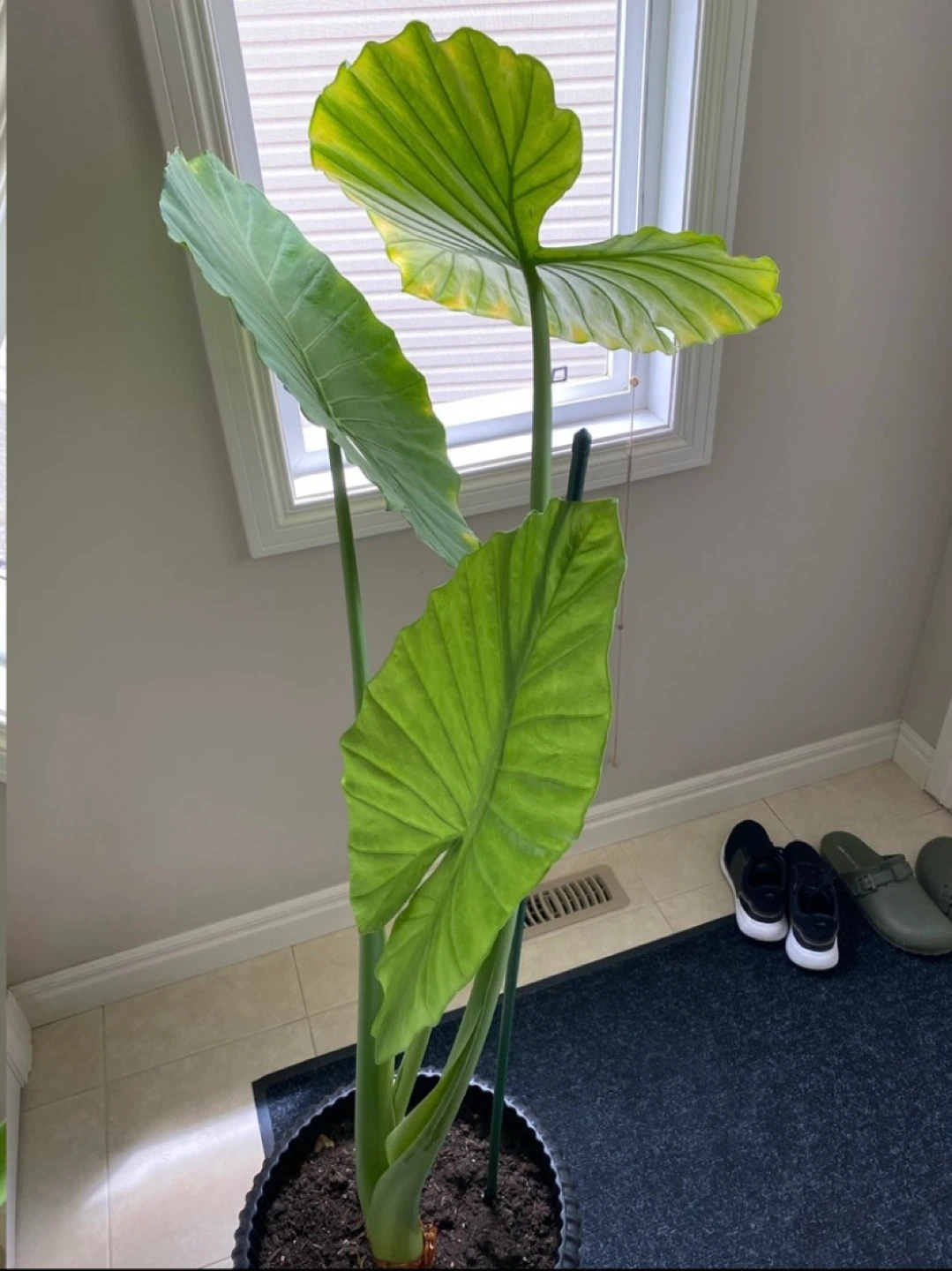 large alocasia plant