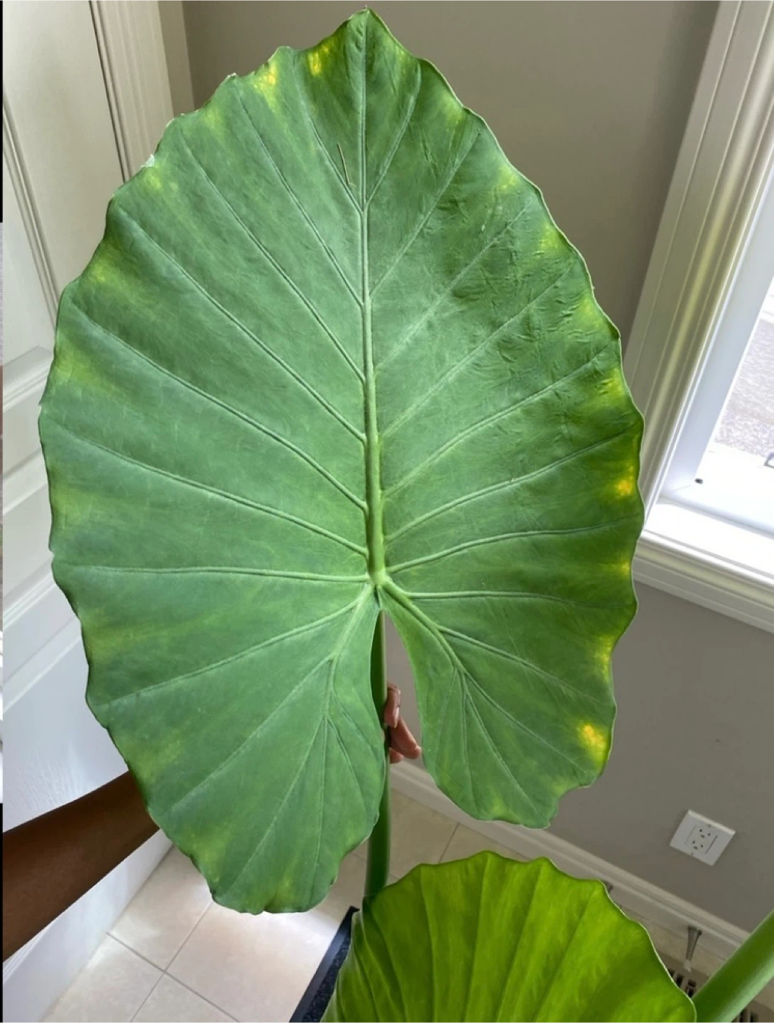 large alocasia plant - photo 2