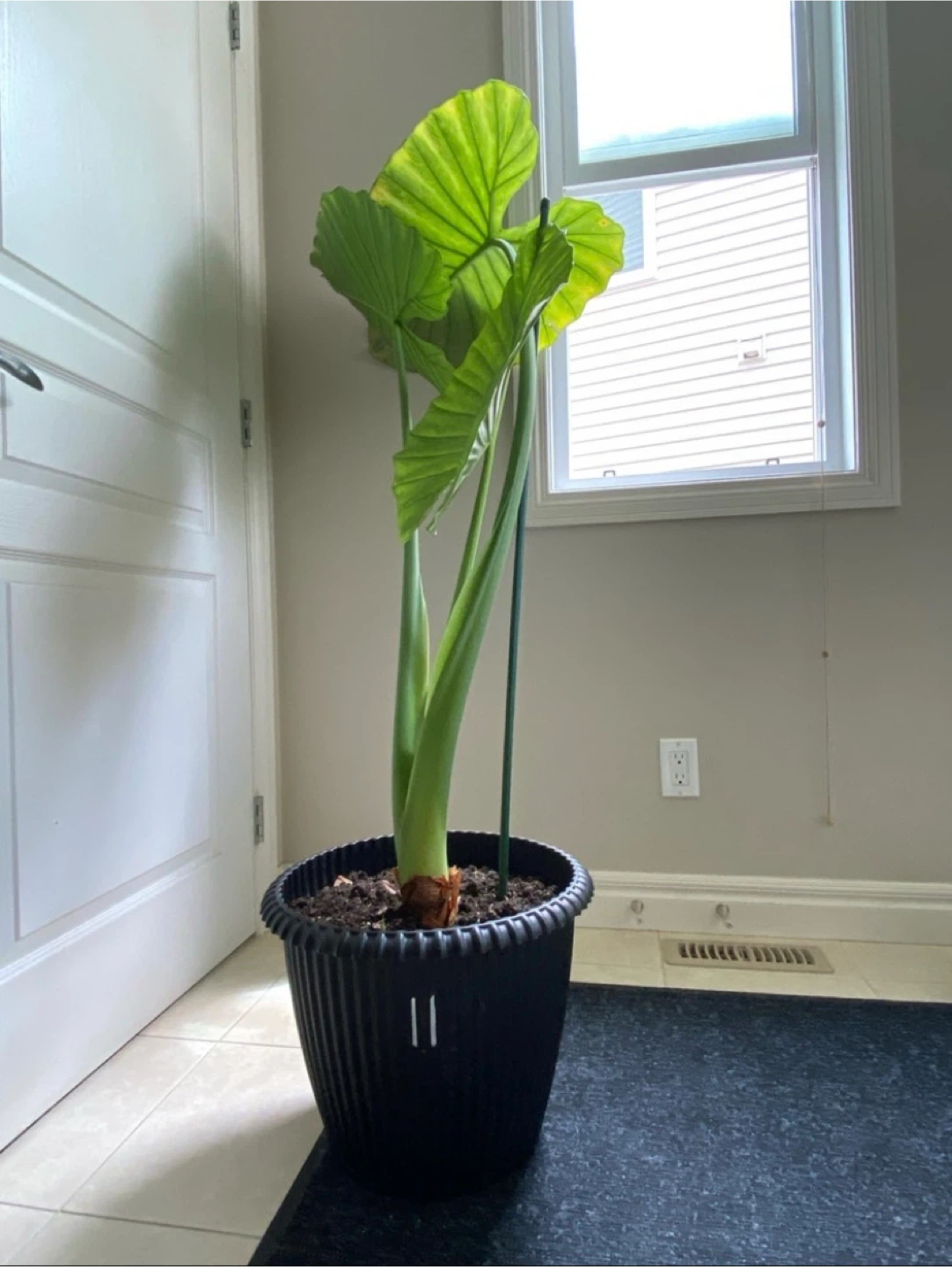 large alocasia plant - photo 5