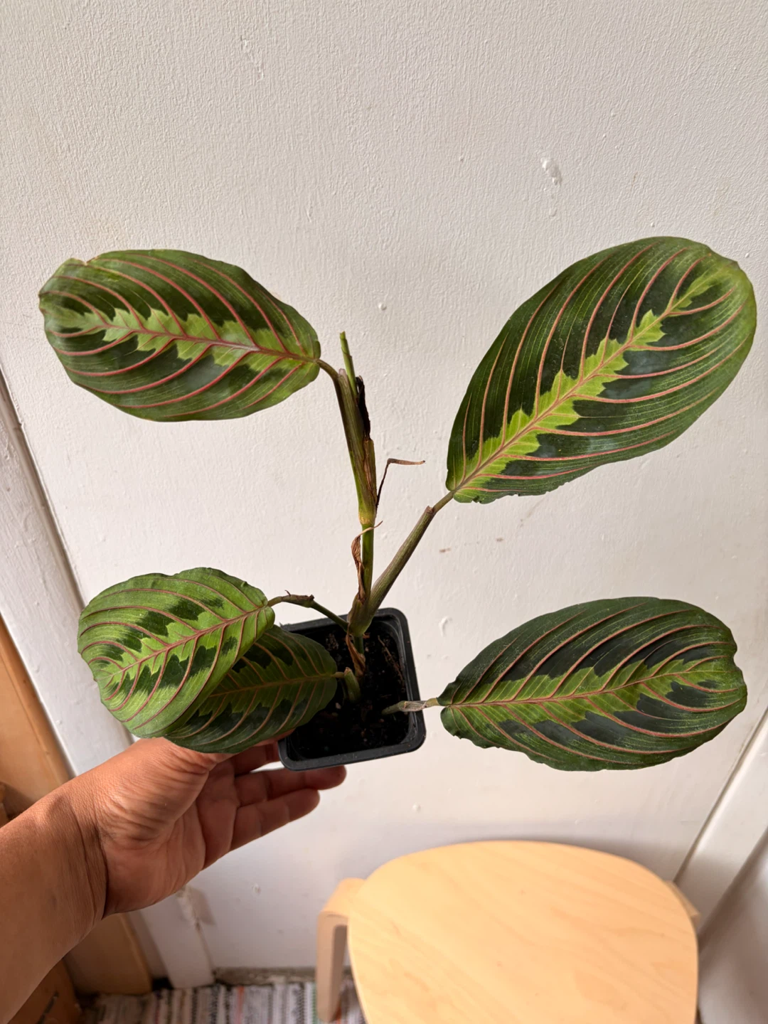 Red maranta planta