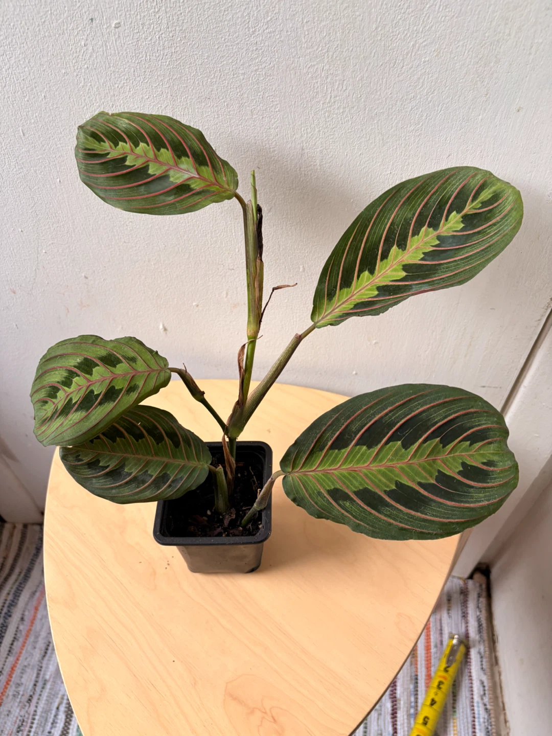 Red maranta planta - photo 2