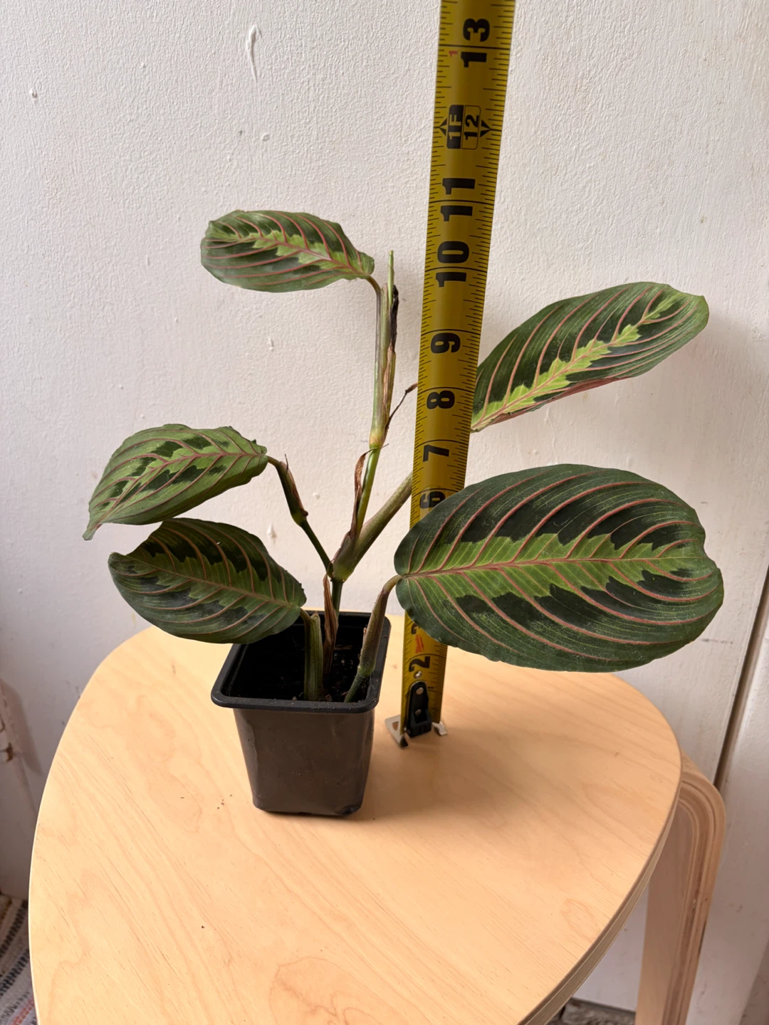 Red maranta planta - photo 3