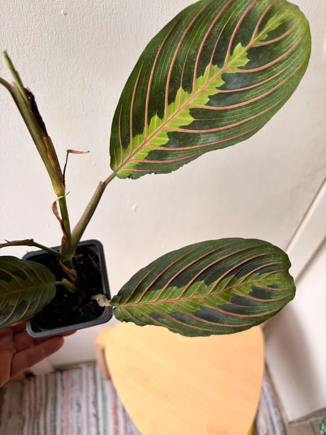 Red maranta planta - photo 4