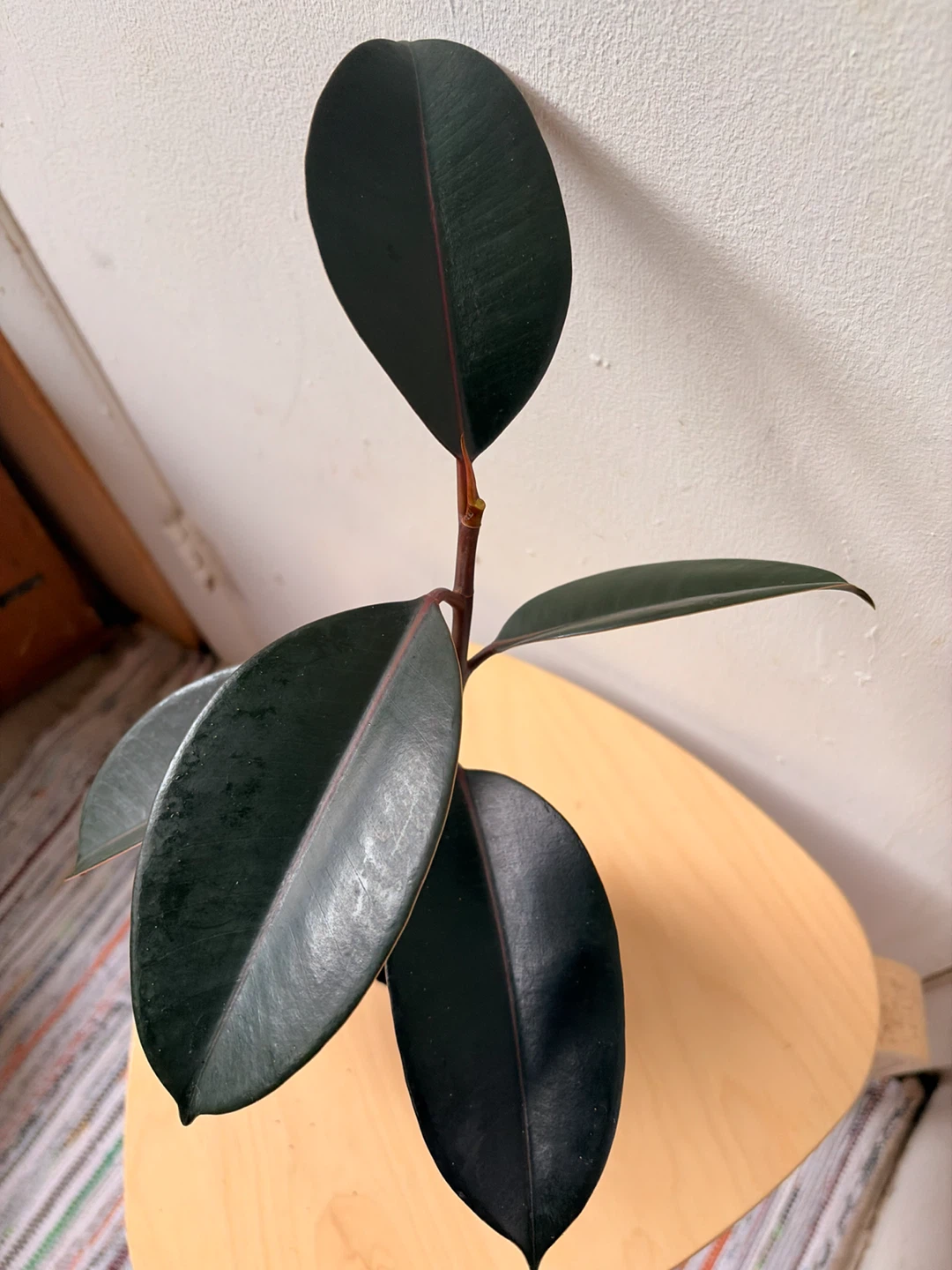Ficus elastica plant