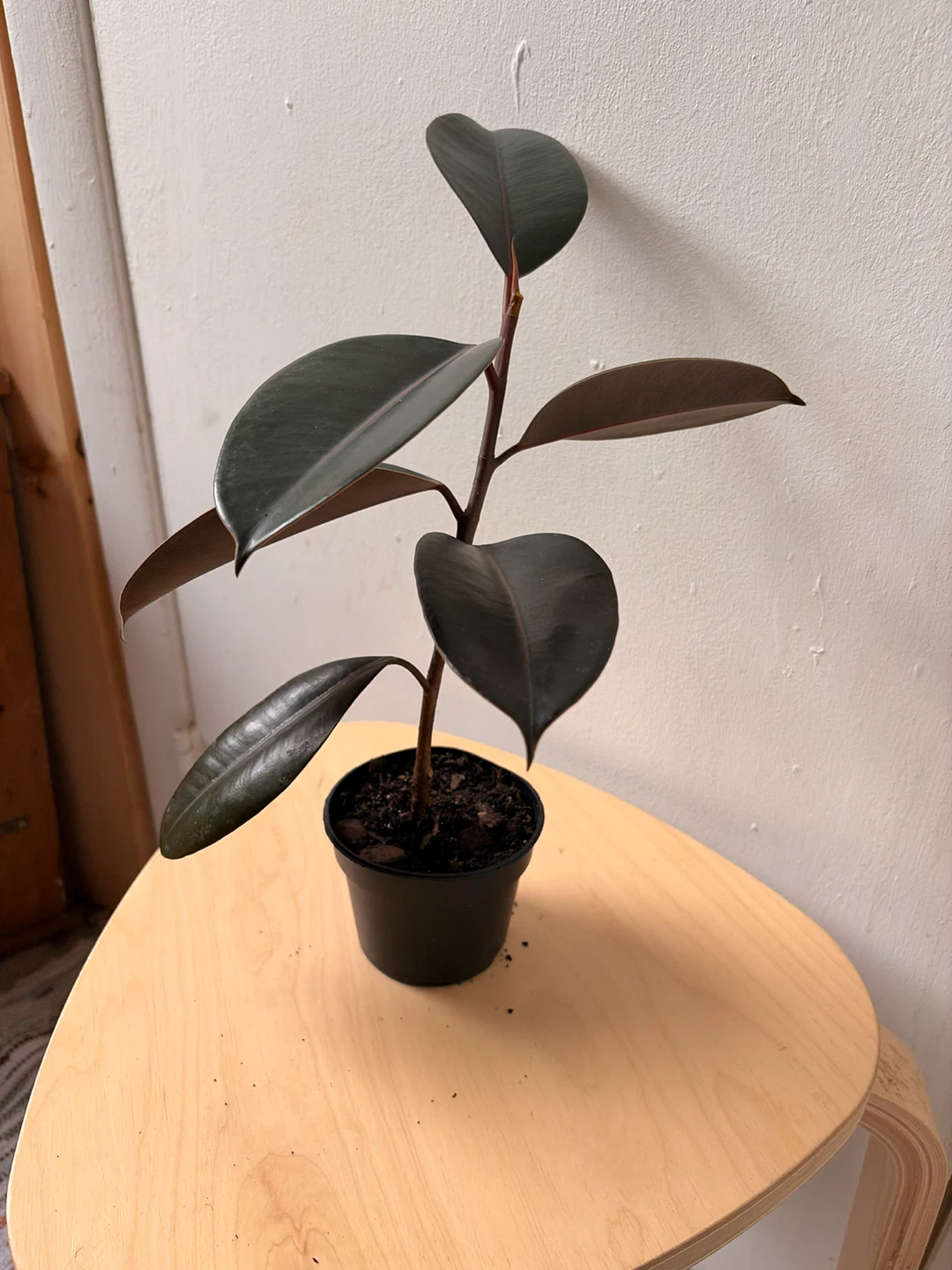 Ficus elastica plant - photo 2