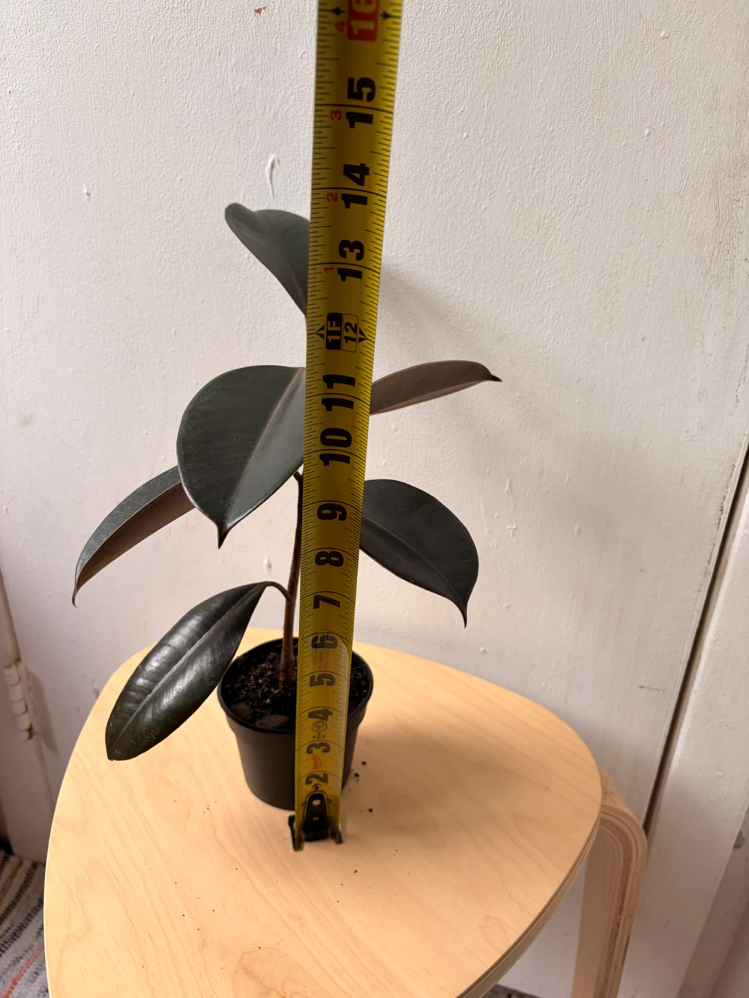 Ficus elastica plant - photo 3