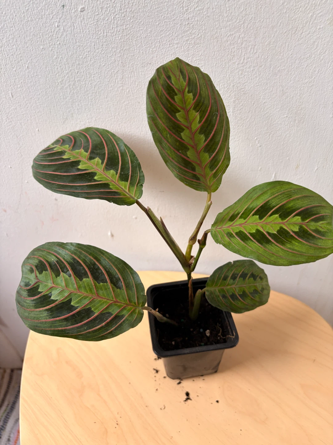 Prayer plant