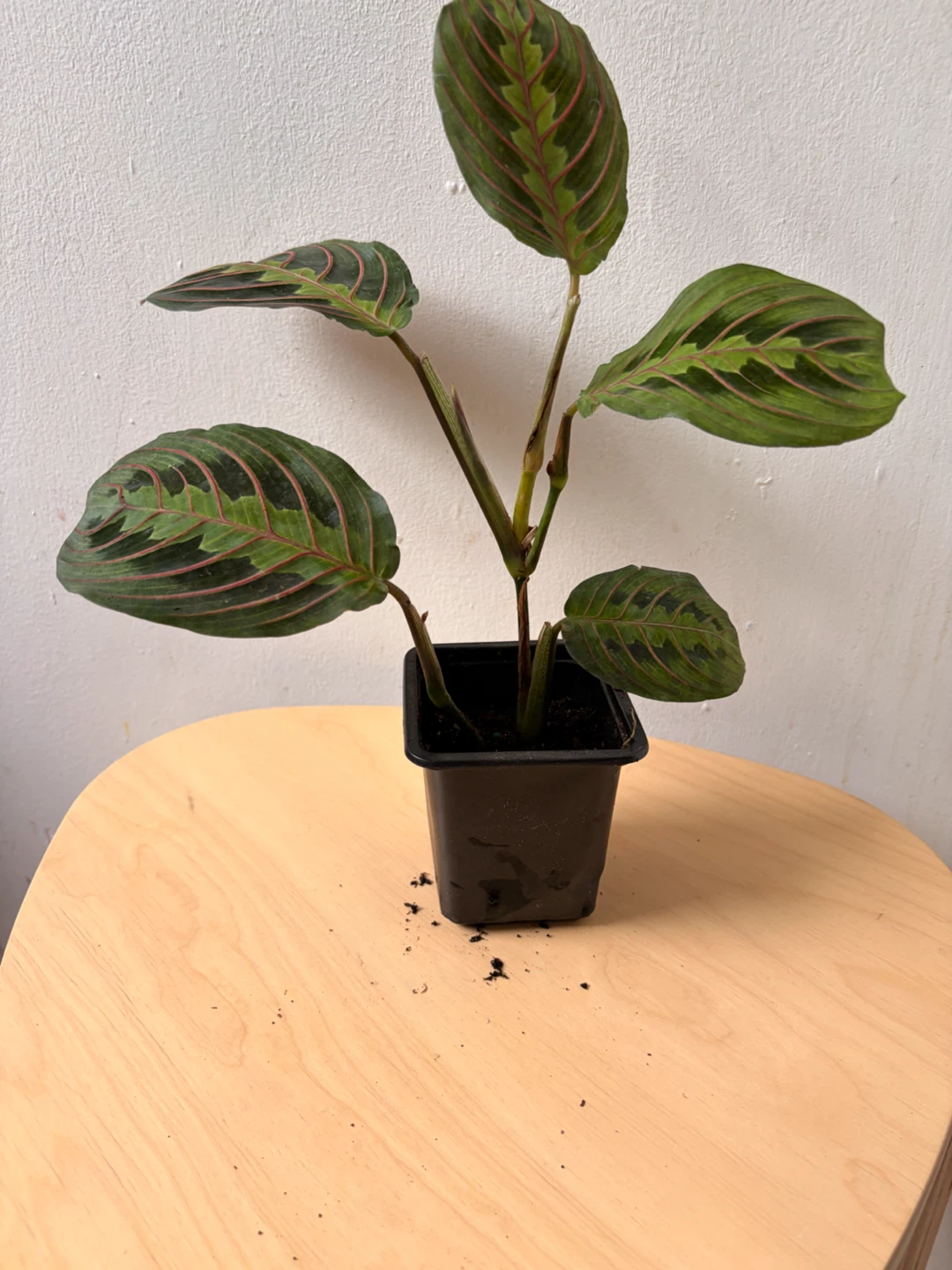 Prayer plant - photo 2