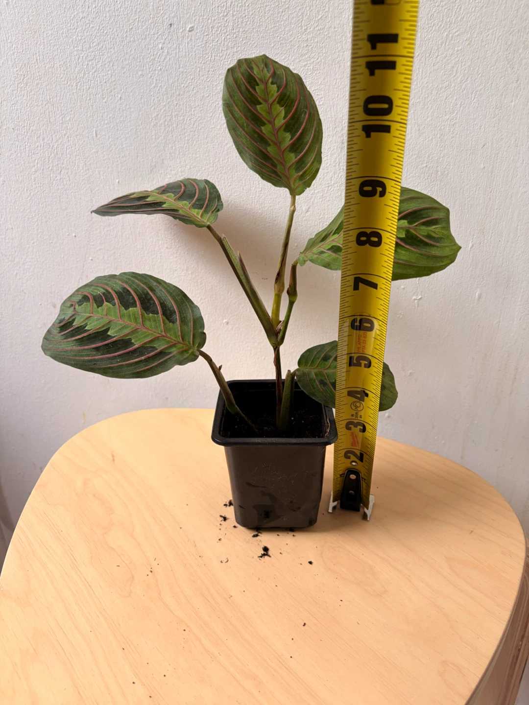 Prayer plant - photo 3