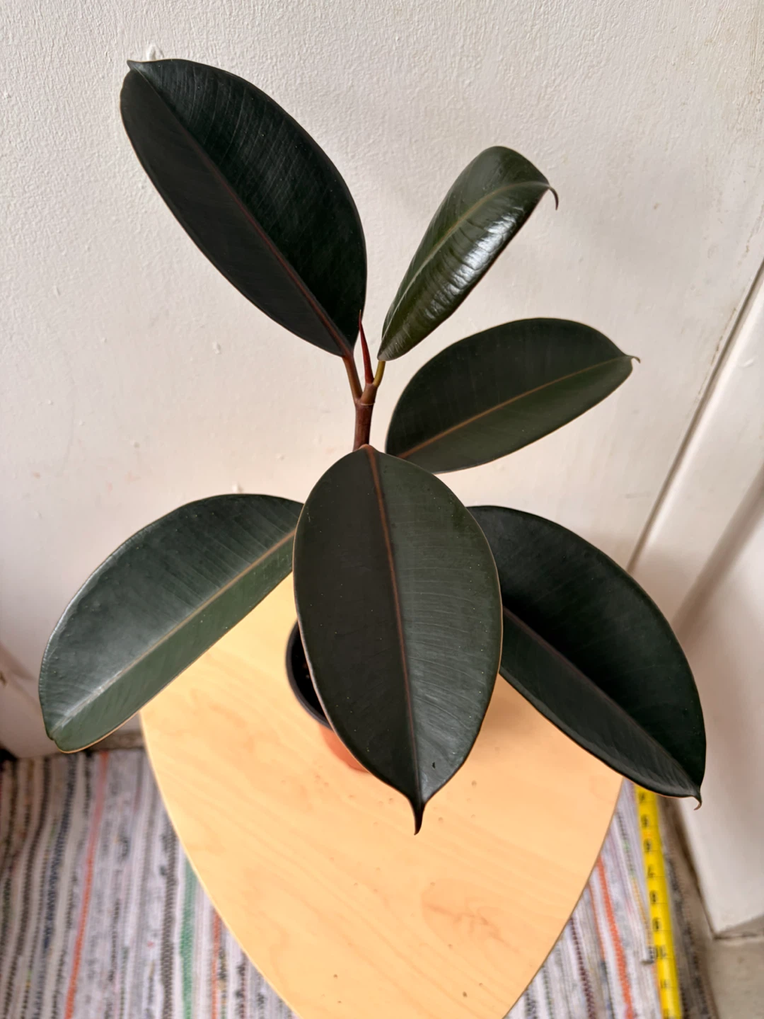 Ficus elastica