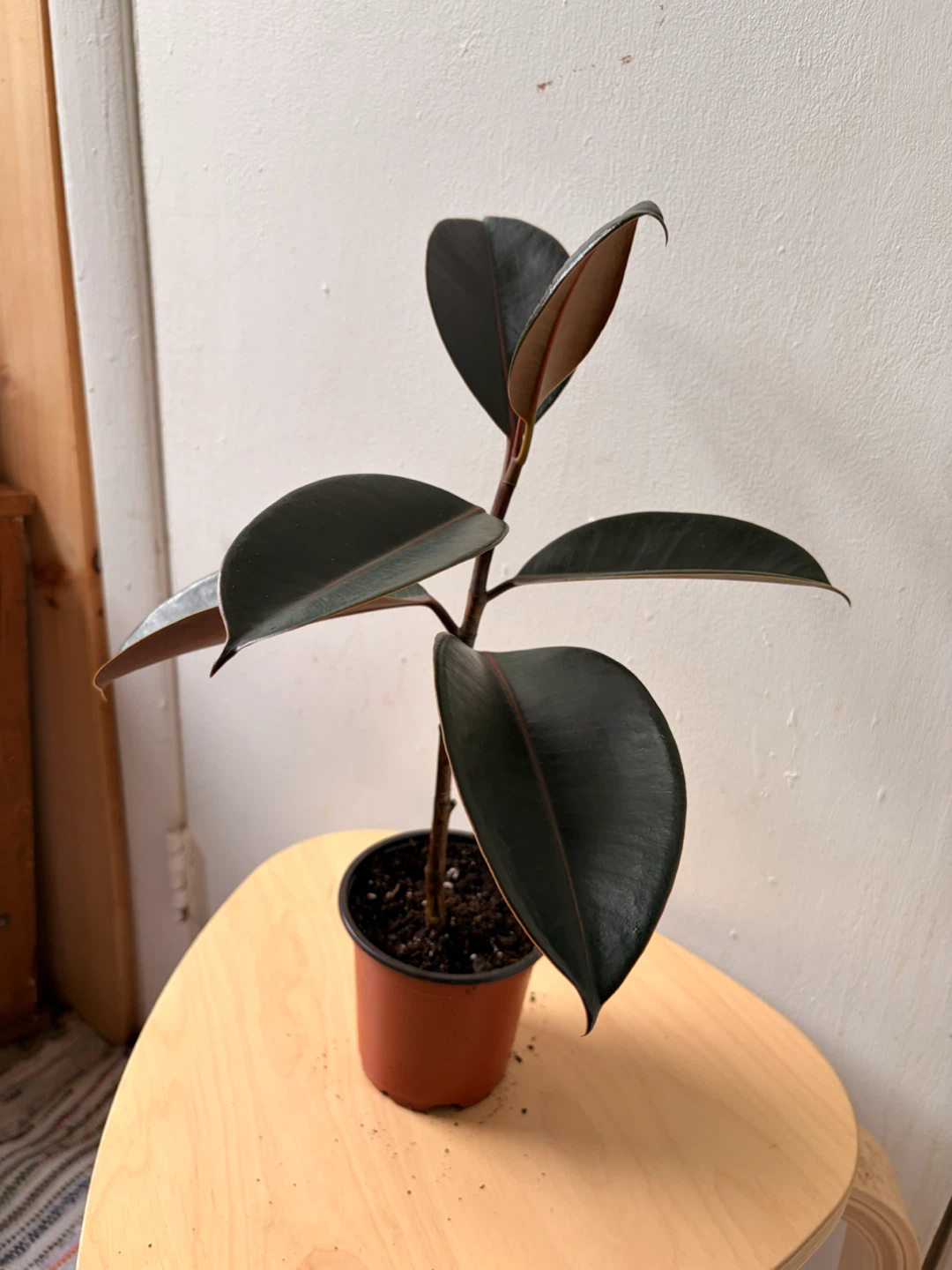 Ficus elastica - photo 2