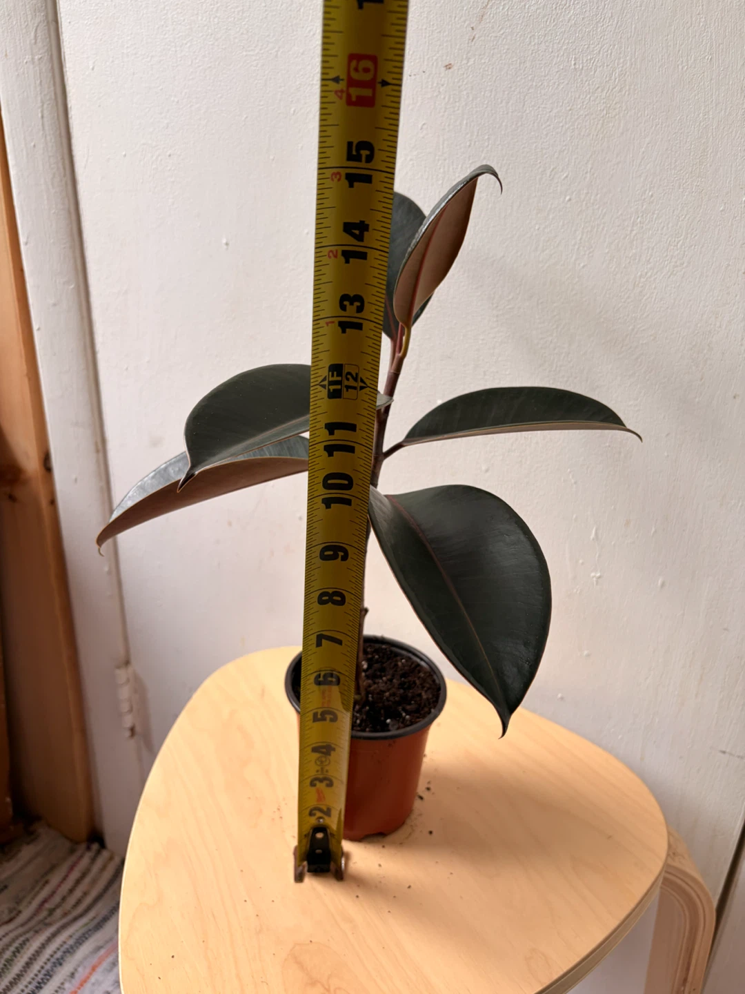 Ficus elastica - photo 3