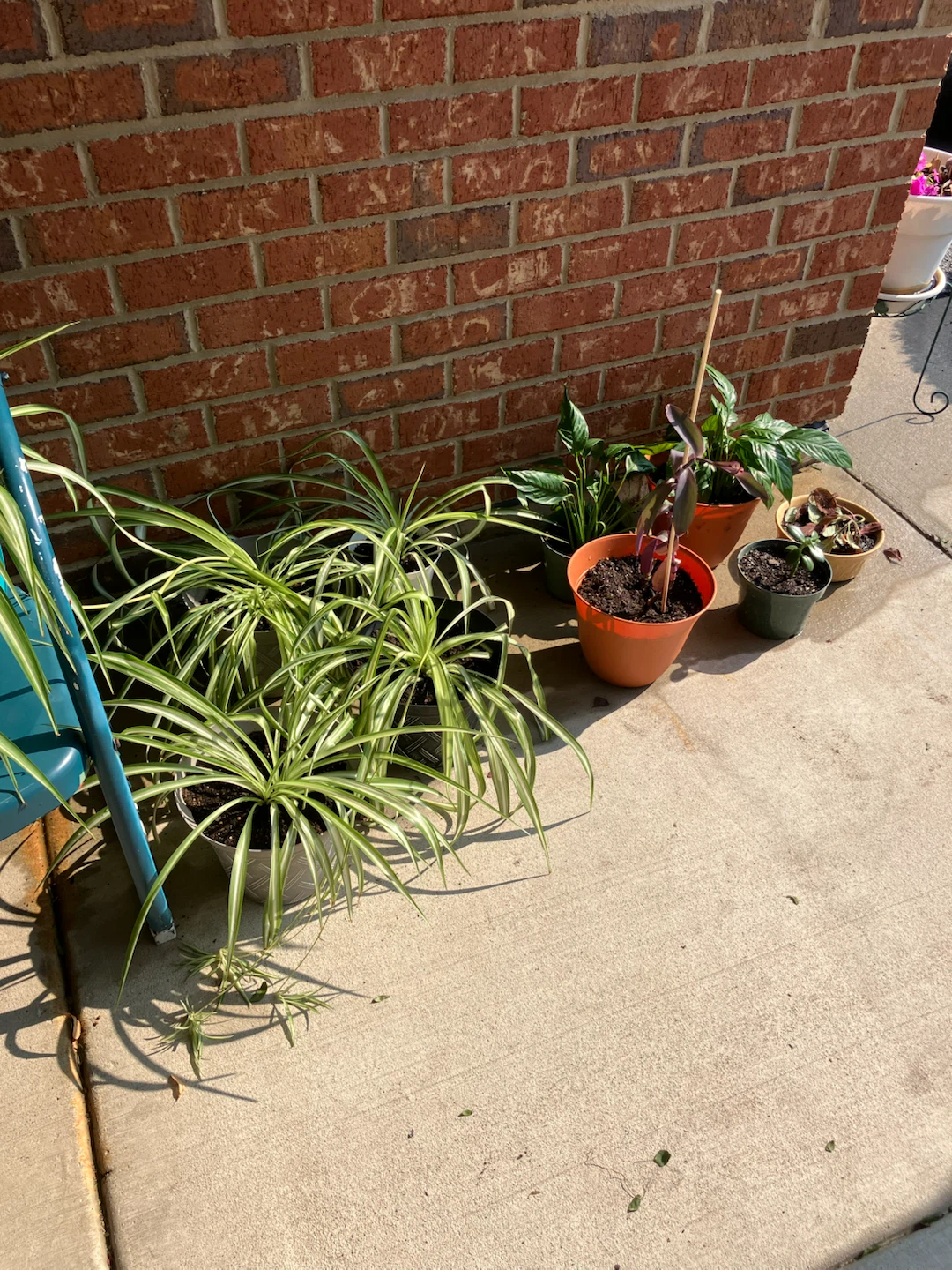 HOUSE PLANTS