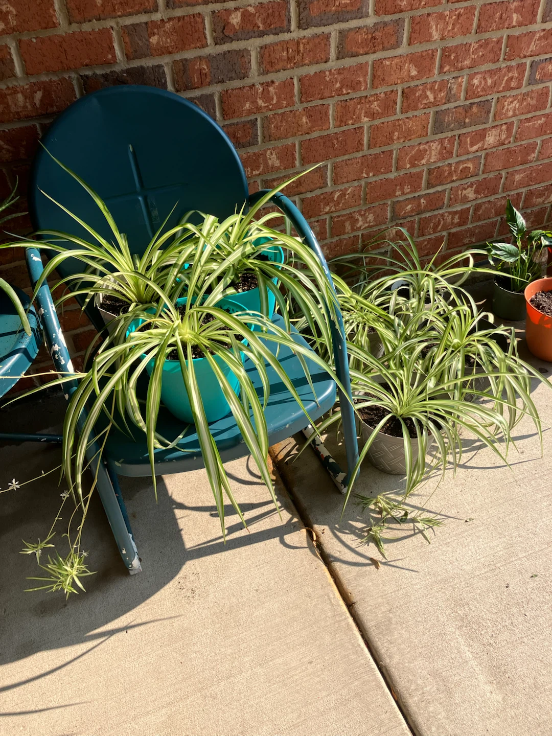 HOUSE PLANTS - photo 2