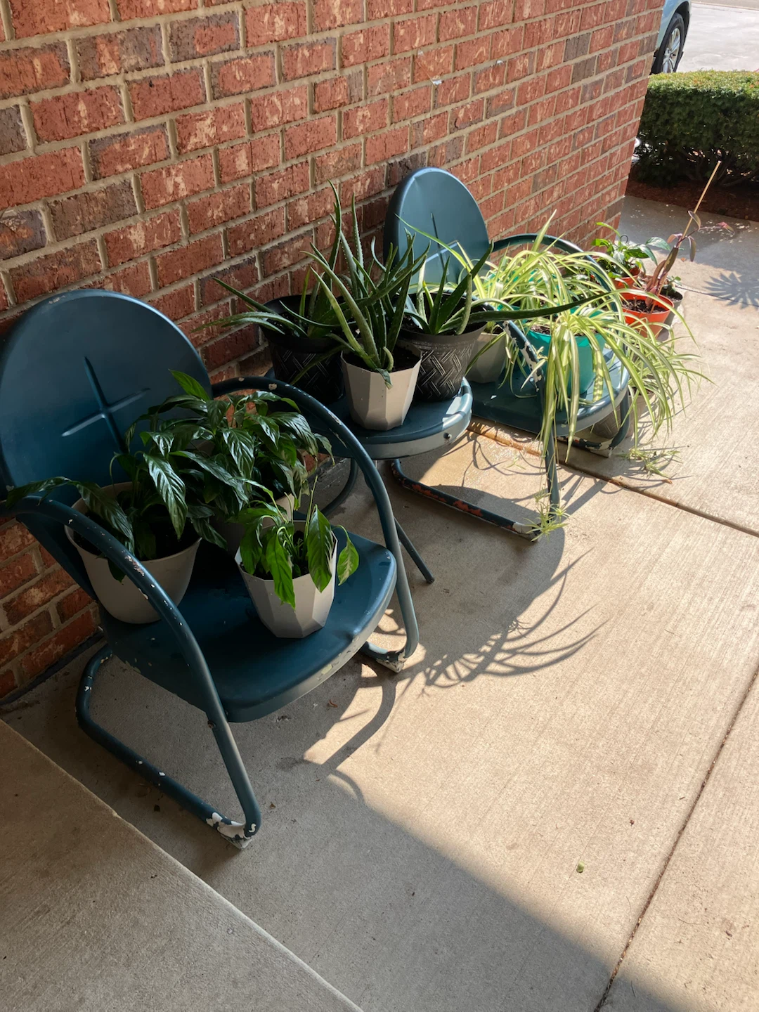 HOUSE PLANTS - photo 3