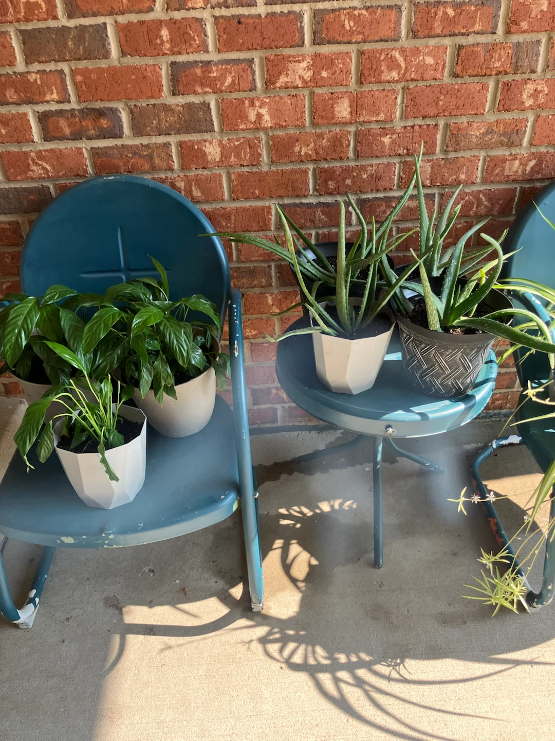 HOUSE PLANTS - photo 4