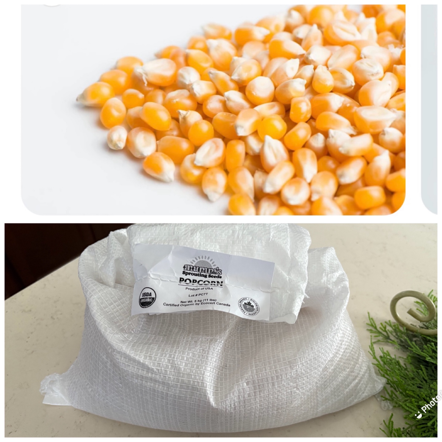 Mumm's Sprouting Seeds Organic Popcorn