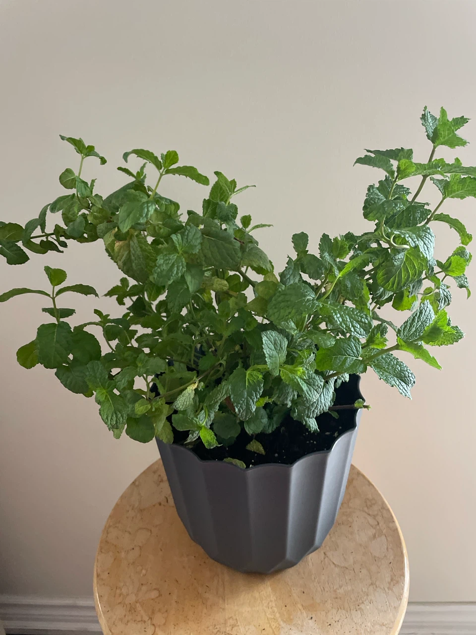 Mint Plant in Pot