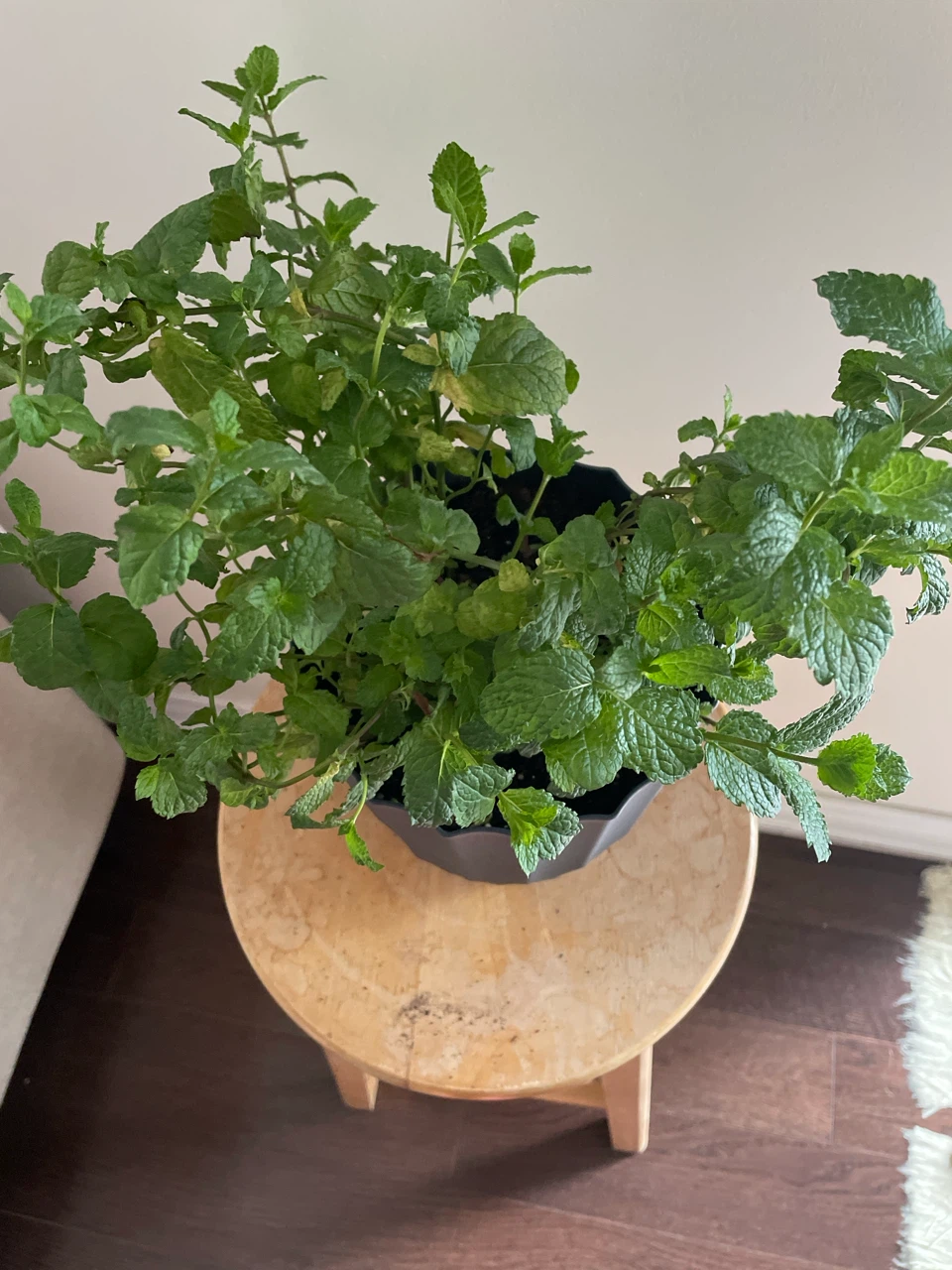 Mint Plant in Pot - photo 2