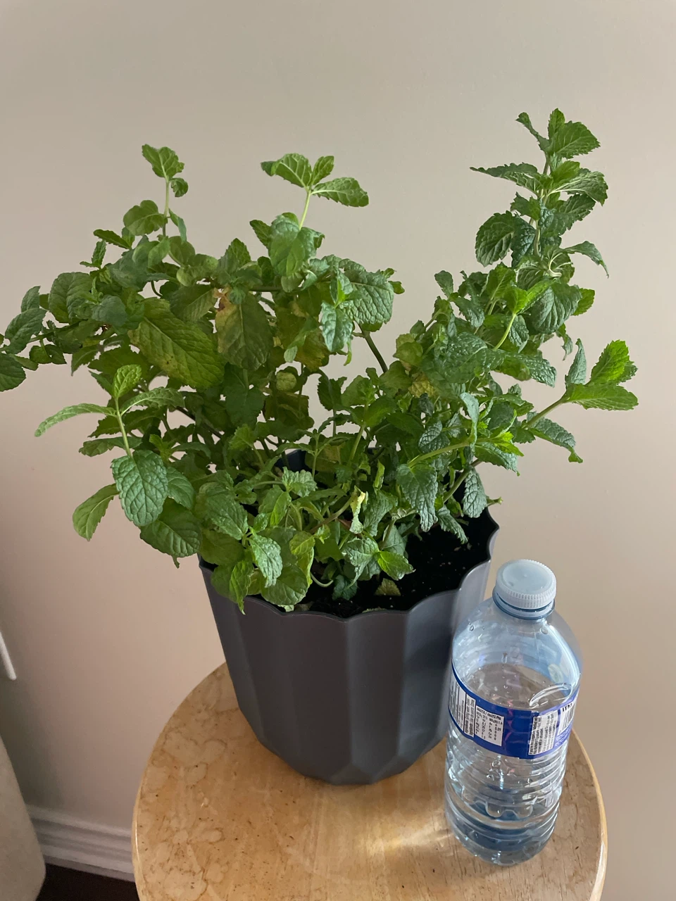 Mint Plant in Pot - photo 3