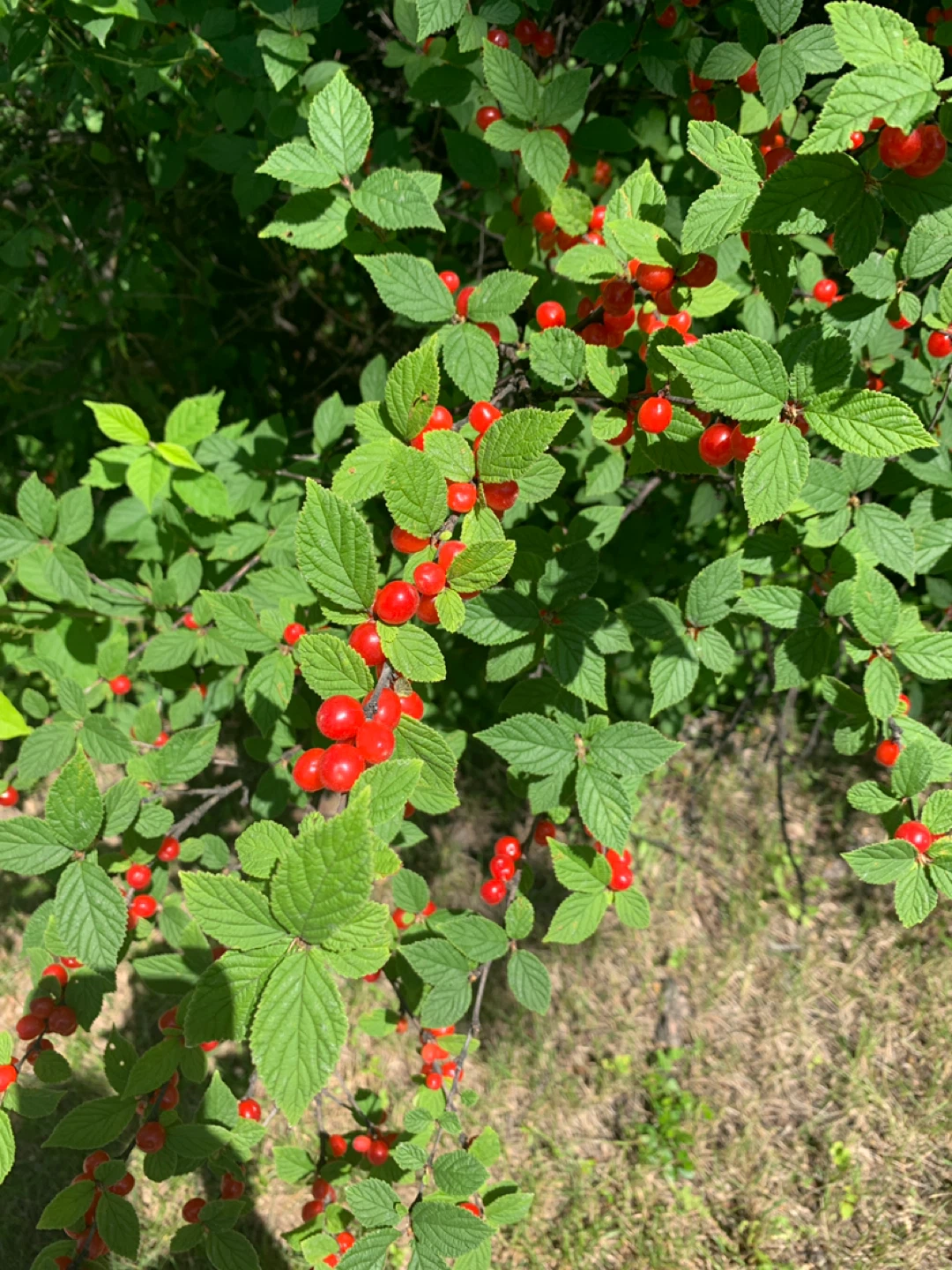 Nanking Cherries.