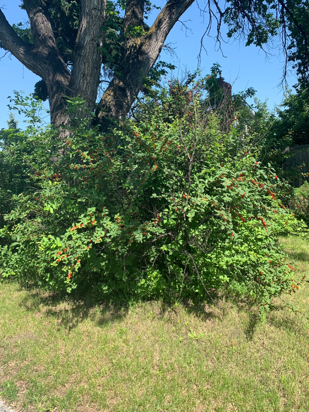 Nanking Cherries. - photo 2