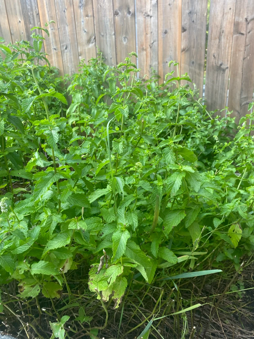 Mint plants
