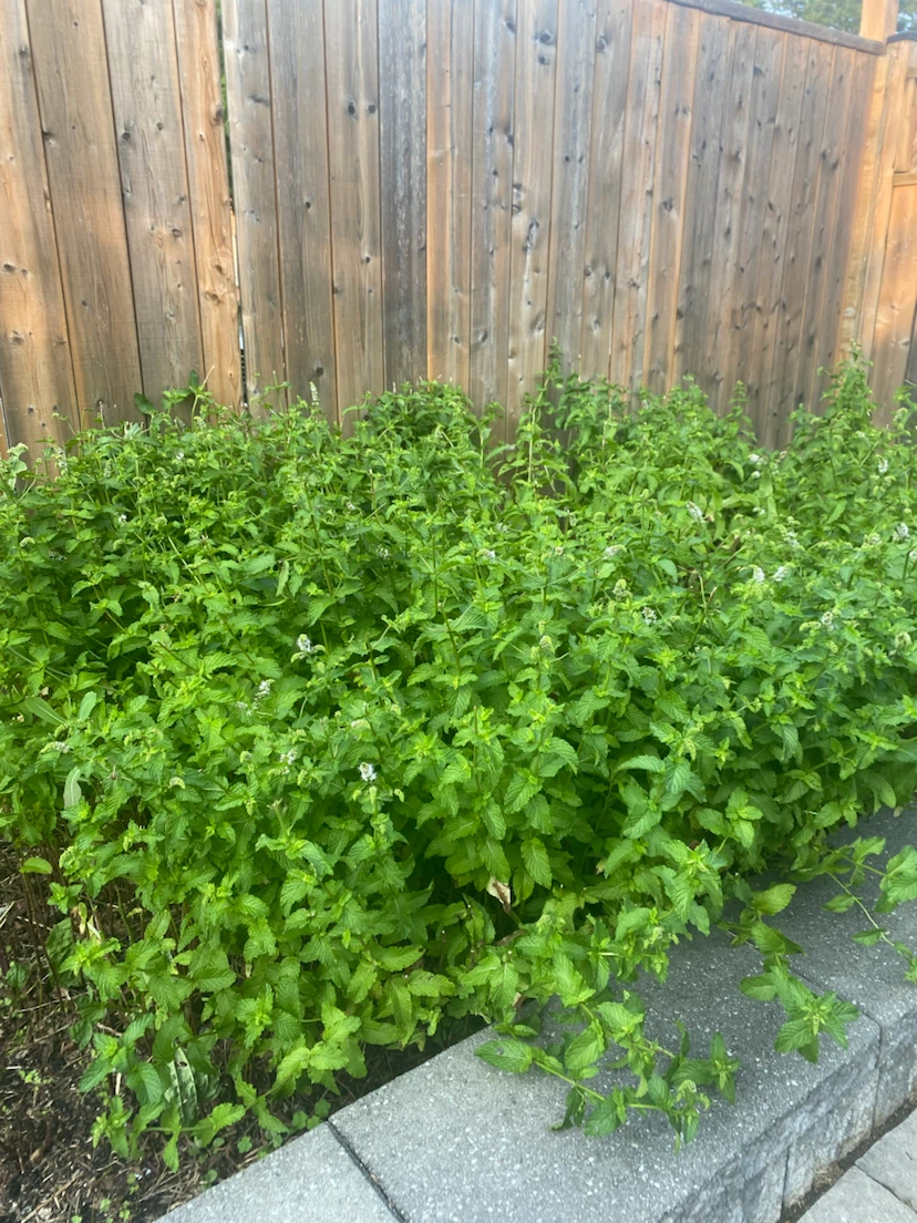Mint plants - photo 2