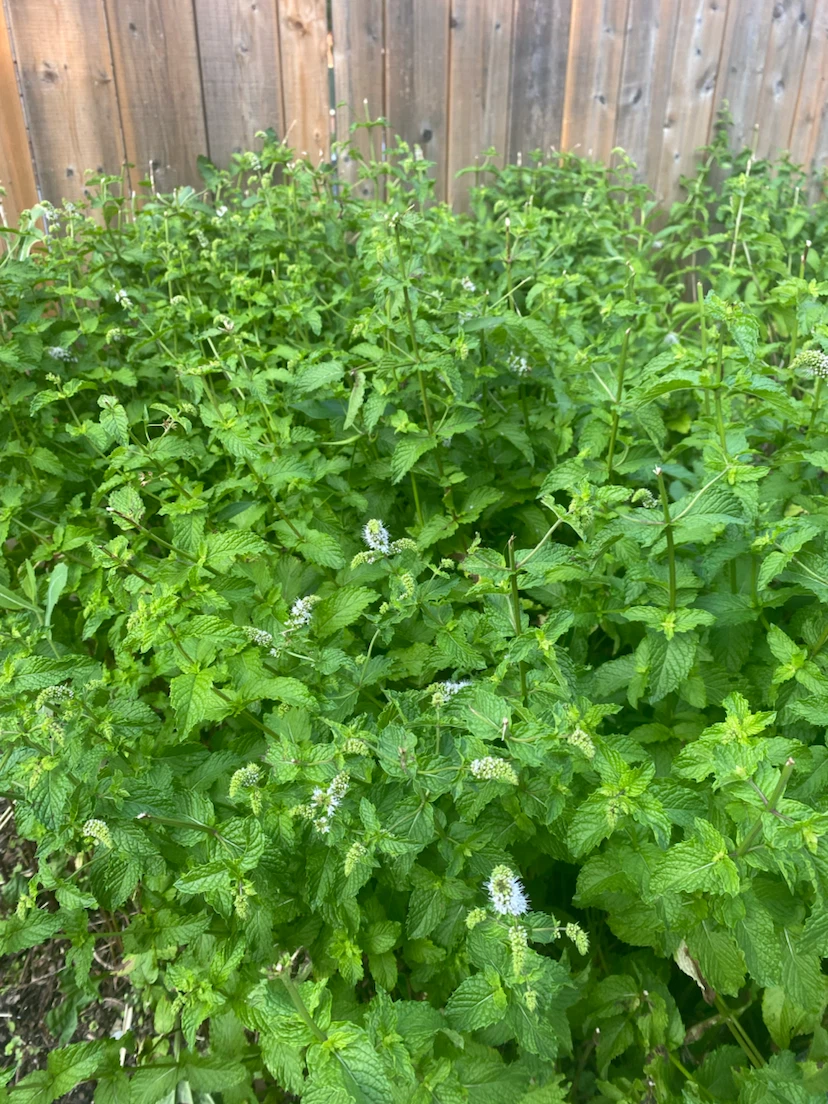 Mint plants - photo 3