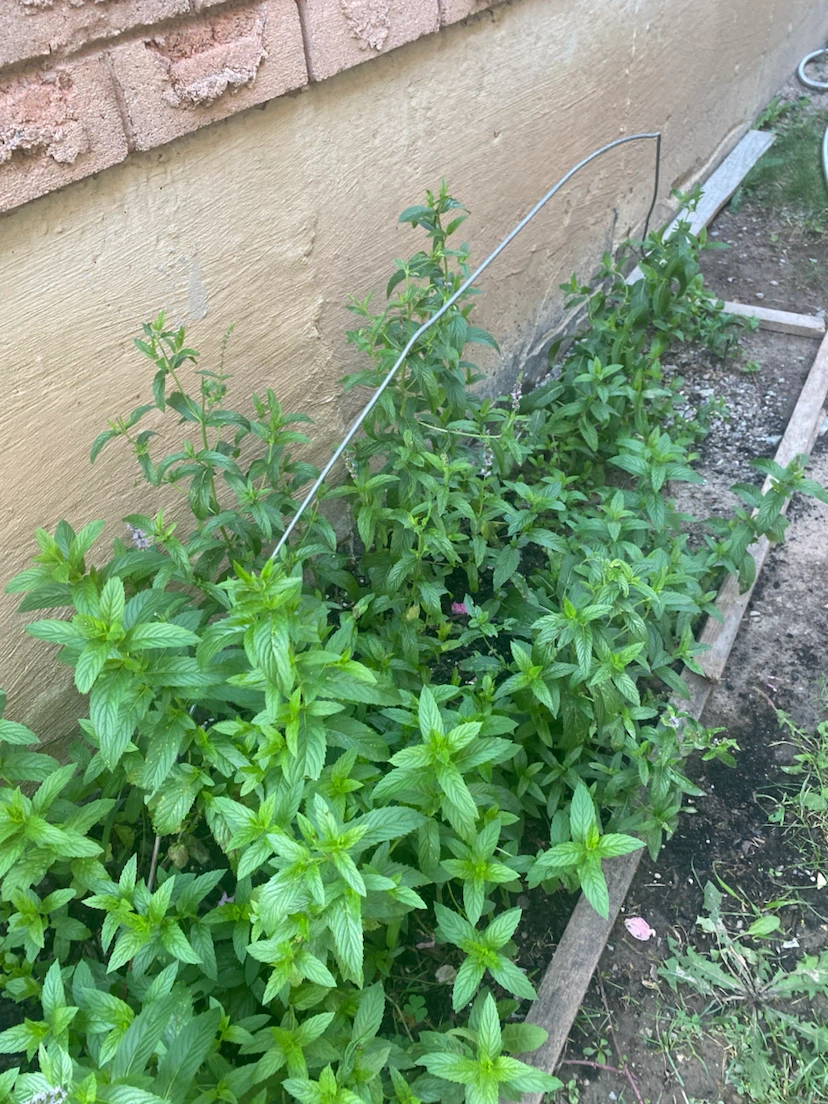 Mint plants - photo 4