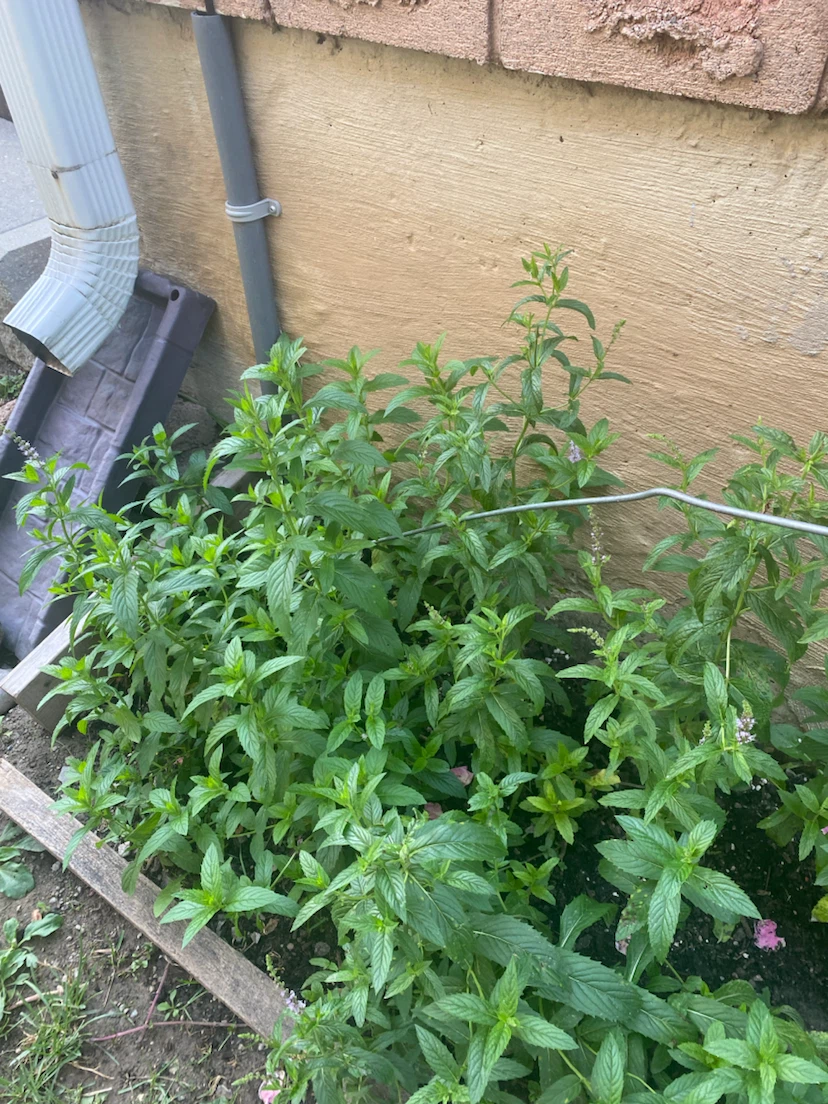 Mint plants - photo 5