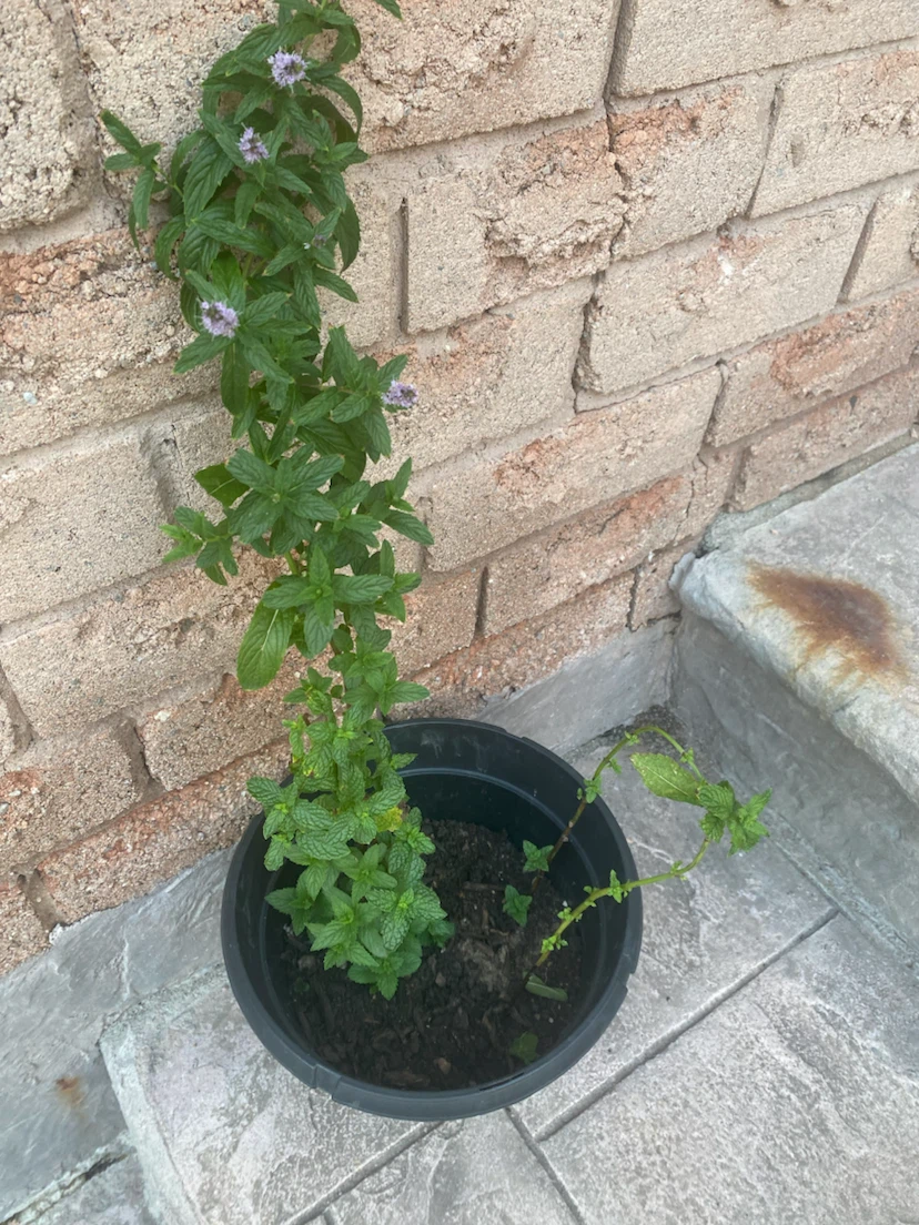 Mint Plant in Pot  buy it and get a freebie