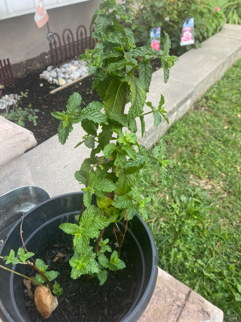 Mint Plant in Pot  buy it and get a freebie - photo 2