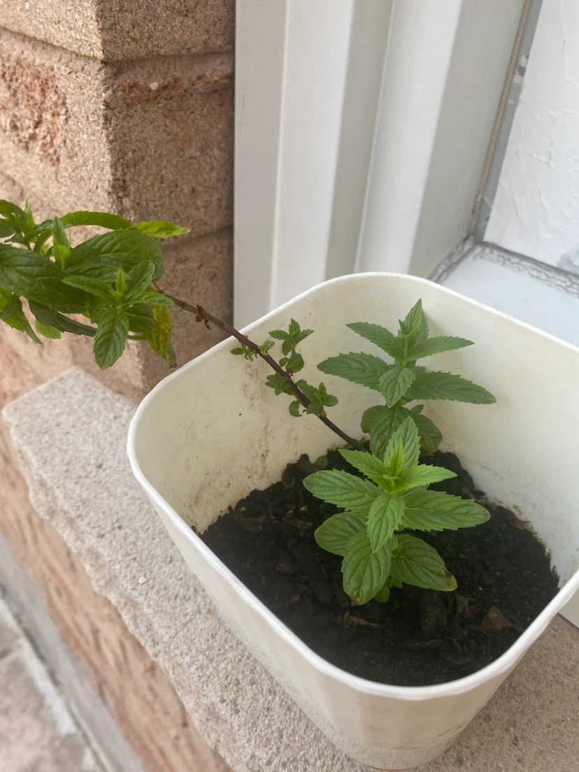 Mint Plant in Pot  buy it and get a freebie - photo 3
