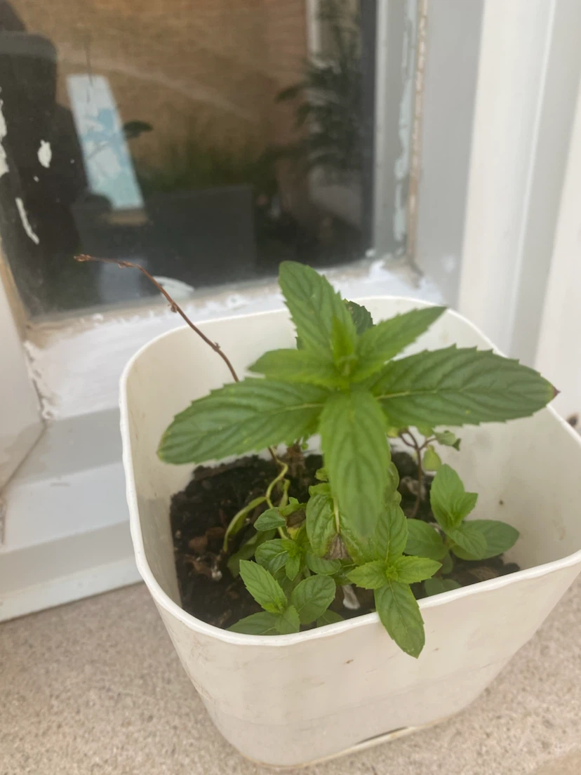 Mint Plant in Pot  buy it and get a freebie - photo 4