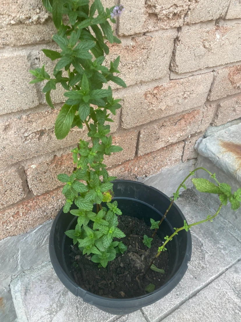 Mint Plant in Pot  buy it and get a freebie - photo 5