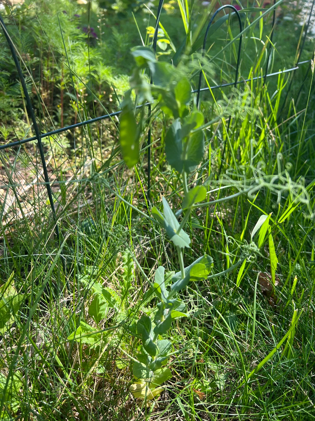 Young Pea Plant