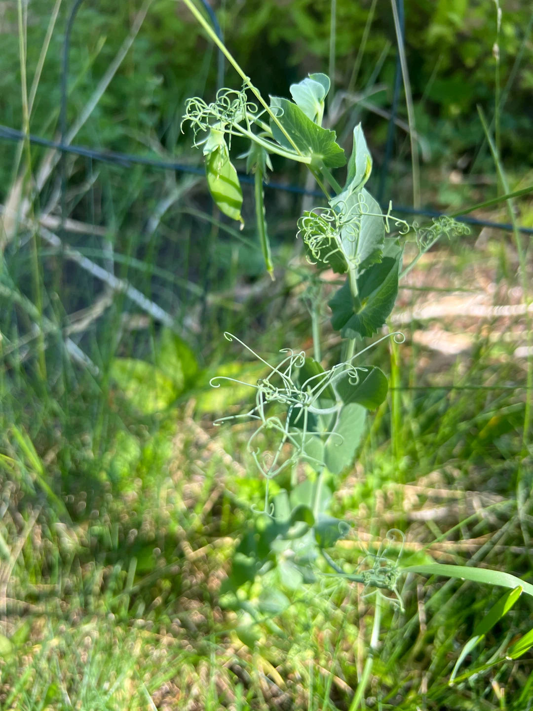 Young Pea Plant - photo 2