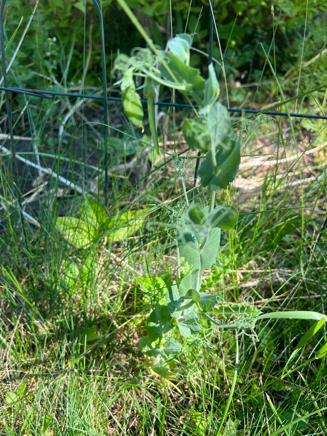 Young Pea Plant - photo 3