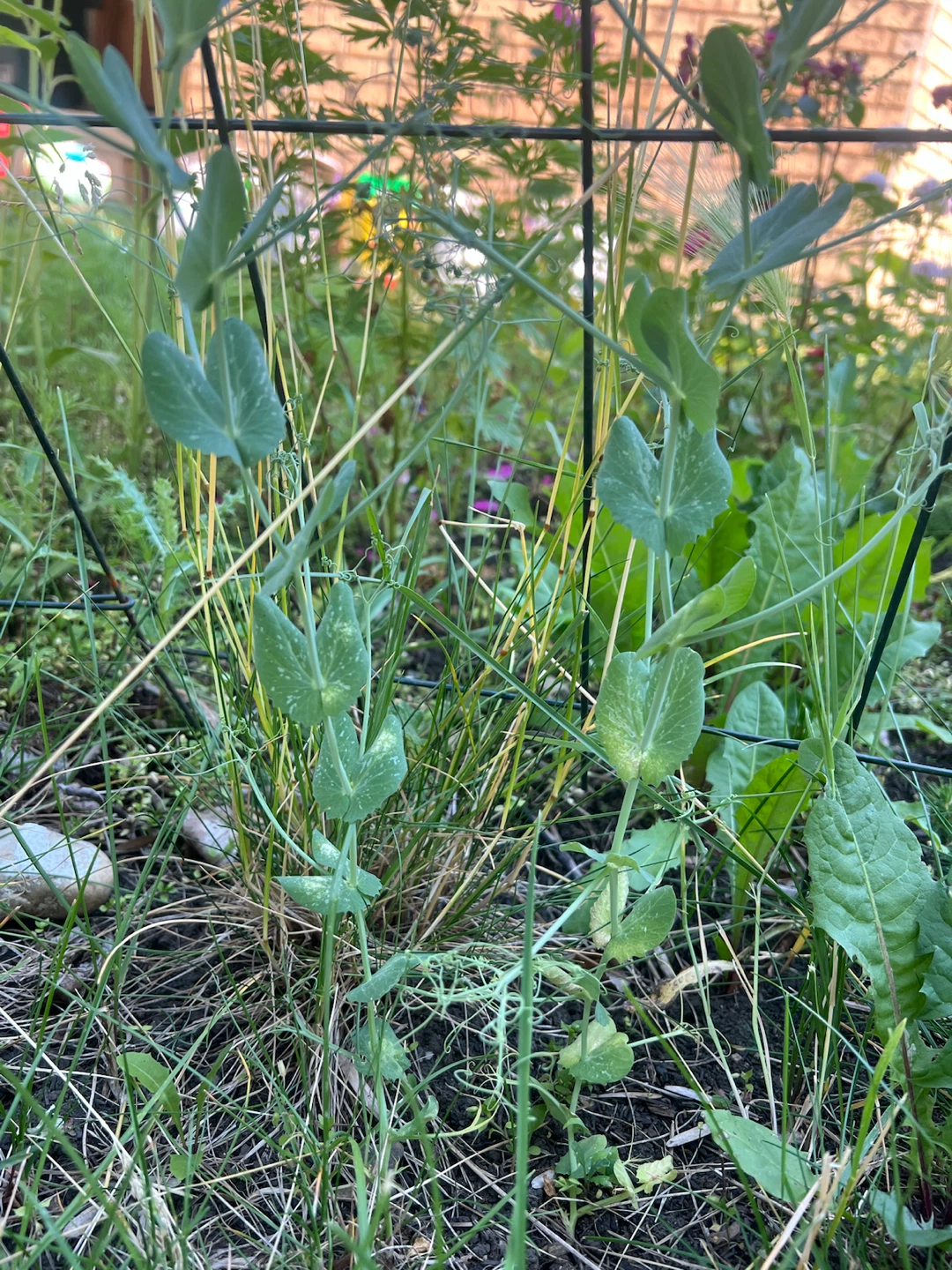 Young Pea Plant - photo 4