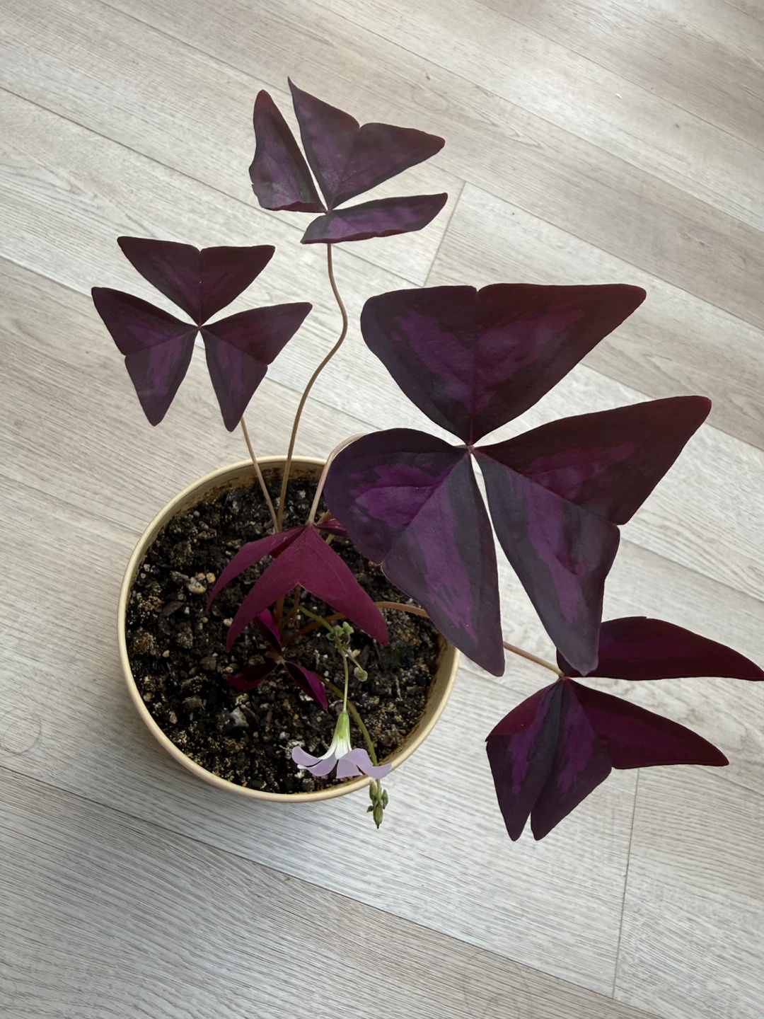 Oxalis Starter Plant