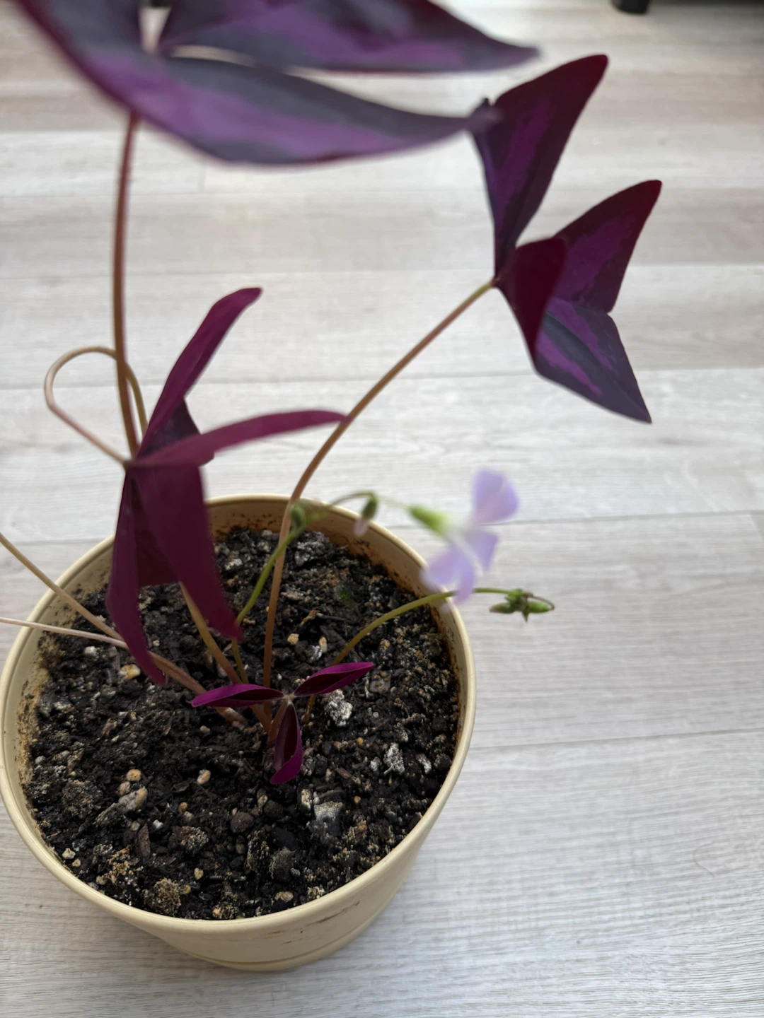 Oxalis Starter Plant - photo 2