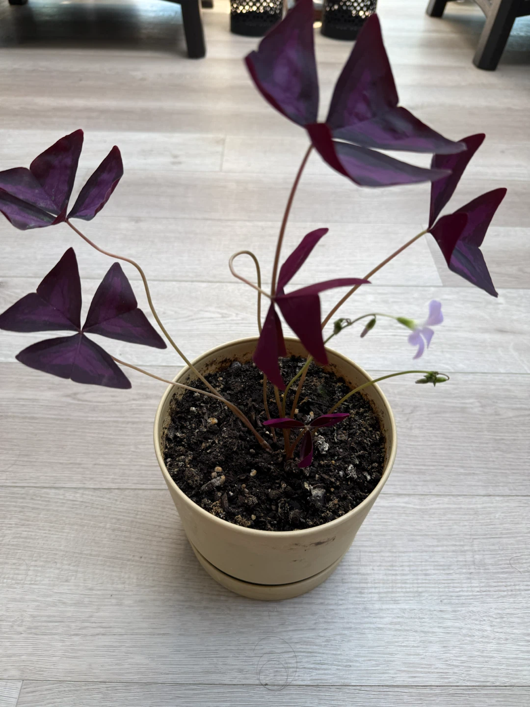 Oxalis Starter Plant - photo 3