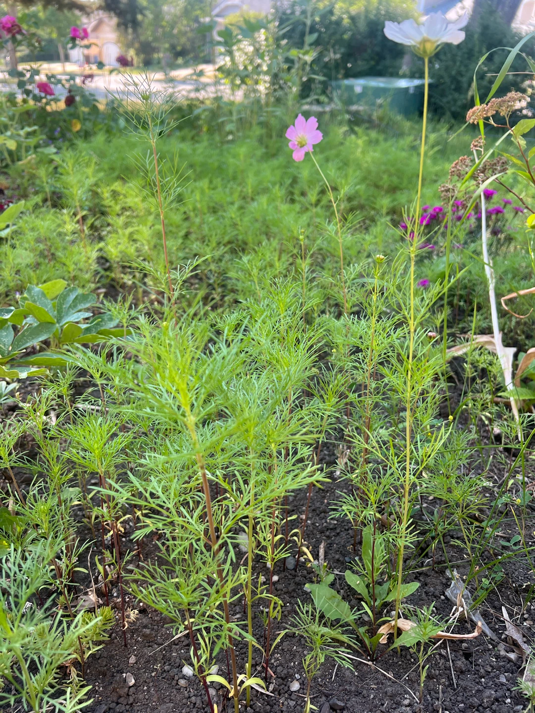 Cosmos plants /$5 for 2