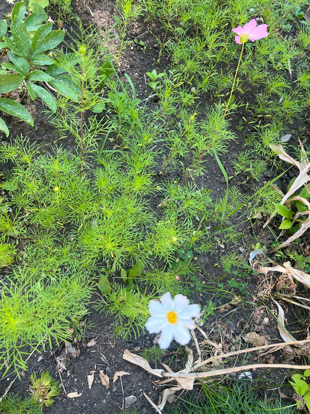 Cosmos plants /$5 for 2 - photo 2