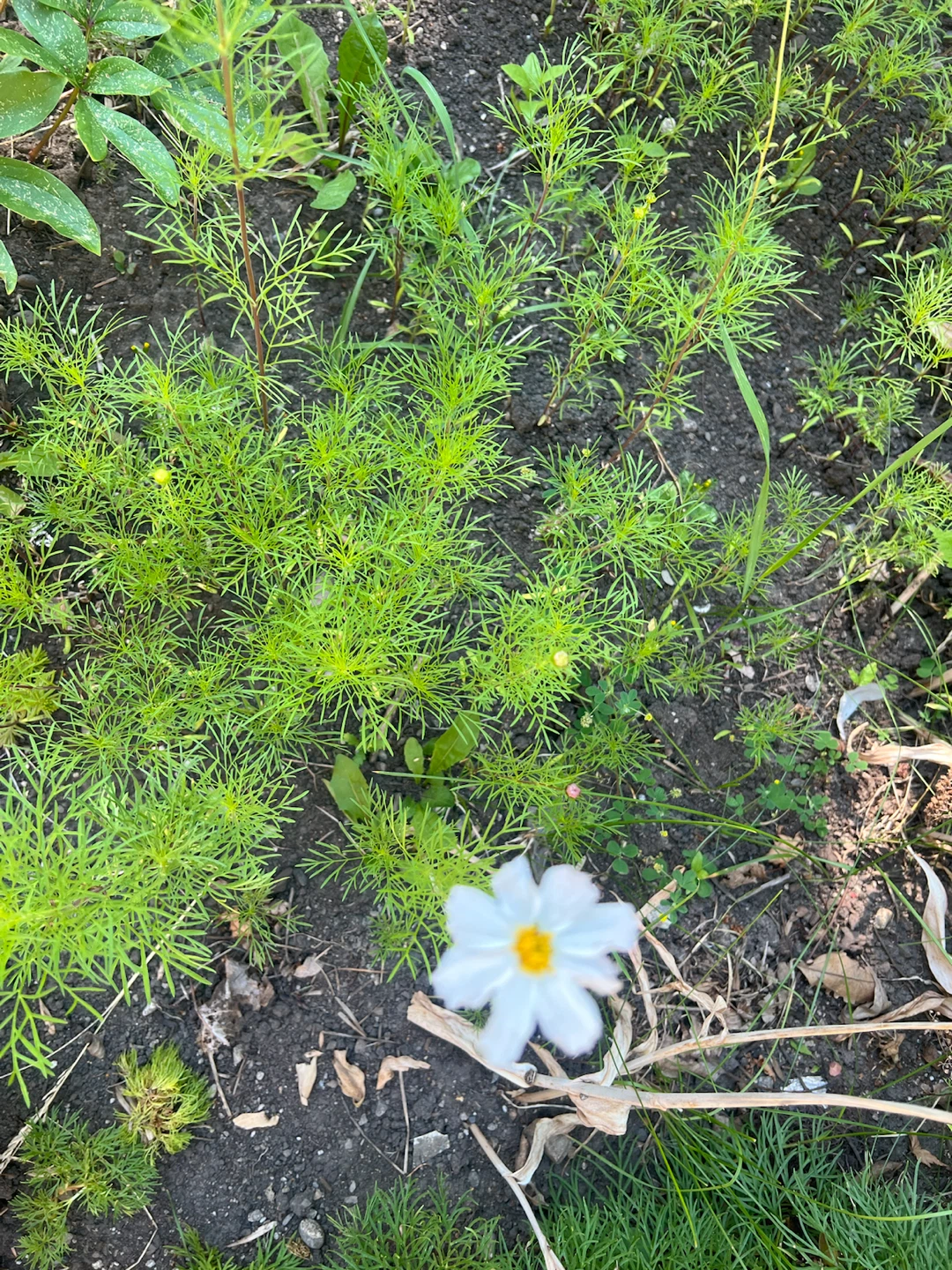 Cosmos plants /$5 for 2 - photo 3
