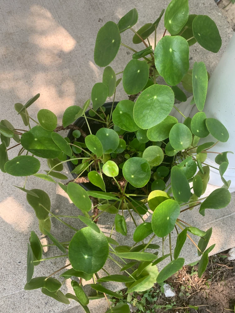 Pilea Peperomioides Plant
