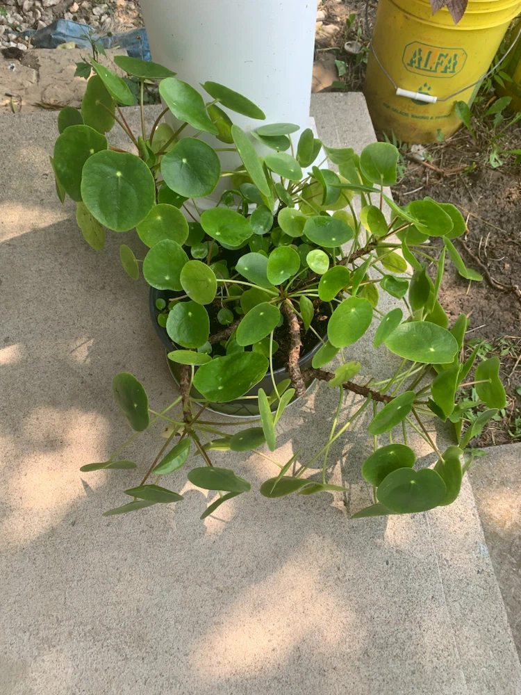 Pilea Peperomioides Plant - photo 2