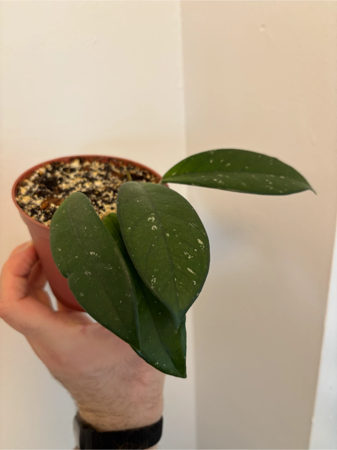 Hoya Carnosa
