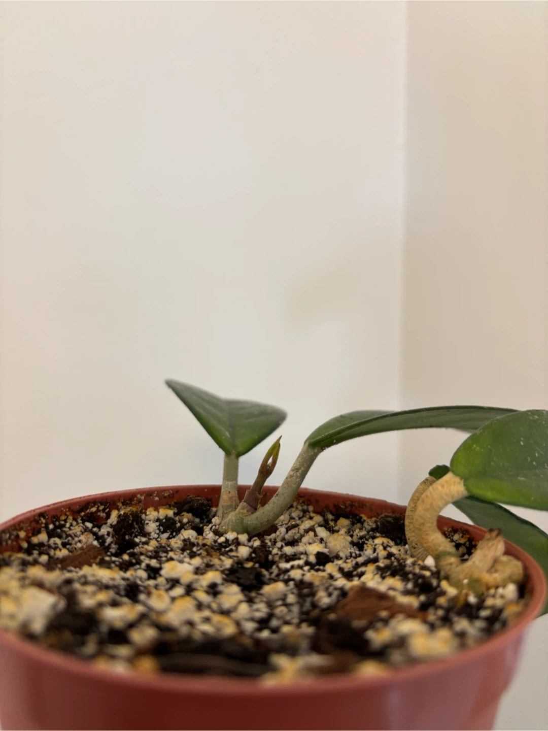 Hoya Carnosa - photo 2